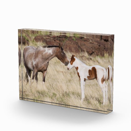 Bloc Photo Mare avec Colt (Droite)