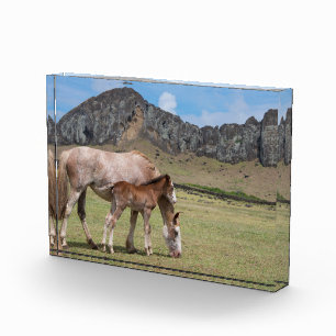 Bloc Photo Mare & Colt au cratère volcanique de Rano Raraku