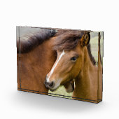 Bloc Photo Mare Et Colt (Droite)