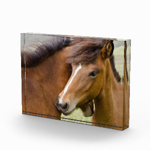 Bloc Photo Mare Et Colt