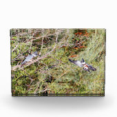 Bloc Photo Martin-pêcheur (Devant)