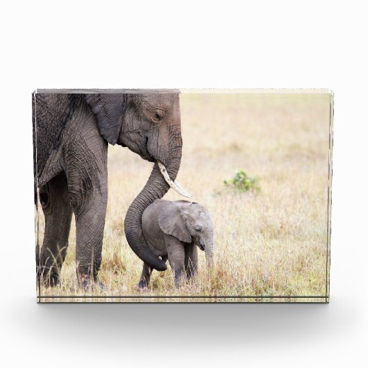 Bloc Photo Mère amour bébé éléphant (Devant)