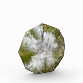 Bloc Photo Milkweed | Papillon | (Gauche)