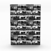 Bloc Photo Monochrome Majesty : un collage photo de vache Hig (Devant)