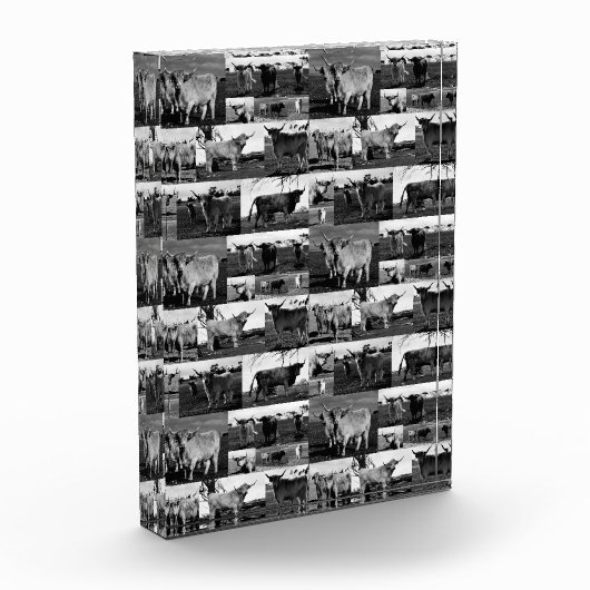 Bloc Photo Monochrome Majesty : un collage photo de vache Hig (Gauche)