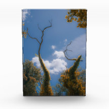 Nature surréaliste