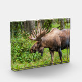 Bloc Photo Oie | Péninsule de Kenai, Alaska (Gauche)