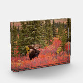 Bloc Photo Oie Taureau debout Dans Red Dwarf Birch (Gauche)