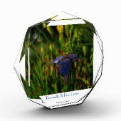Bloc Photo Oiseau bleu velouté volant devant l'iris bourgeonn (Gauche)