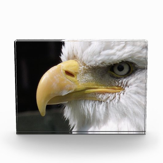 BLOC PHOTO OISEAU D'AGLE (Devant)