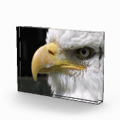 BLOC PHOTO OISEAU D'AGLE (Droite)
