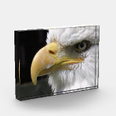 BLOC PHOTO OISEAU D'AGLE (Gauche)