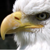BLOC PHOTO OISEAU D'AGLE