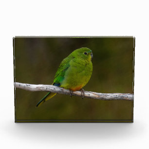 Bloc Photo Oiseau de perroquet à ventre orange Australie