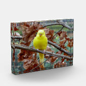 Bloc Photo Oiseau jaune dans l'ensemble de l'arbre Photo (Gauche)
