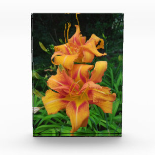 Bloc Photo Orange Daylily Blooms