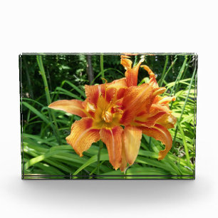Bloc Photo Orange Daylily Flowers Horizontal
