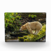 Bloc Photo Ours blanc esprit (Devant)