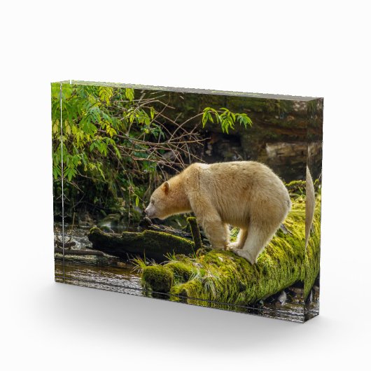 Bloc Photo Ours blanc esprit (Droite)