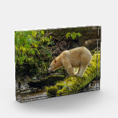 Bloc Photo Ours blanc esprit (Gauche)