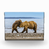 Bloc Photo Ours brun côtier (Devant)