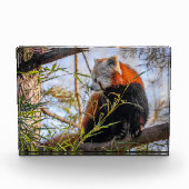 Bloc Photo Panda rouge (Devant)