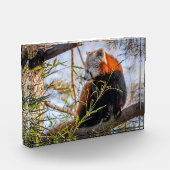 Bloc Photo Panda rouge (Gauche)