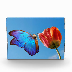 Bloc Photo Papillon bleu et tulipe rouge