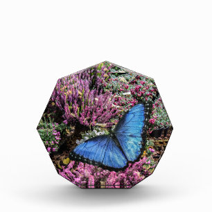Bloc Photo Papillon bleu Morpho Insect Floral Photo