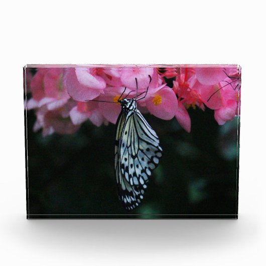 Bloc Photo Papillon suspendu aux fleurs (Devant)