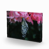 Bloc Photo Papillon suspendu aux fleurs (Droite)