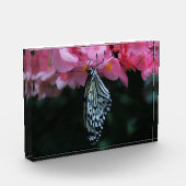 Bloc Photo Papillon suspendu aux fleurs (Gauche)