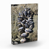 Bloc Photo Parc Rock State de Sisters (Gauche)