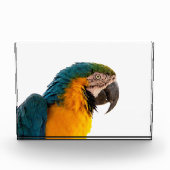 Bloc Photo Parrot  (Devant)