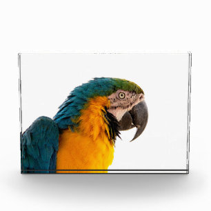 Bloc Photo Parrot 