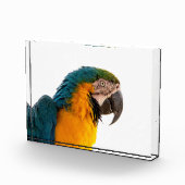 Bloc Photo Parrot  (Droite)