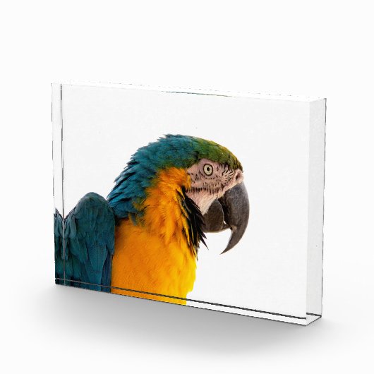 Bloc Photo Parrot  (Droite)