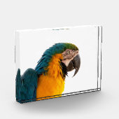 Bloc Photo Parrot  (Gauche)