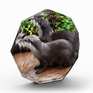 Bloc Photo **"Patience au bord de l'eau : deux petites loutre