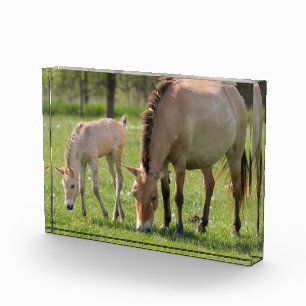 Bloc Photo Pâturage du cheval et du poulain de Przewalski