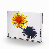 Bloc Photo Pba Dandelion et Ombre (Droite)