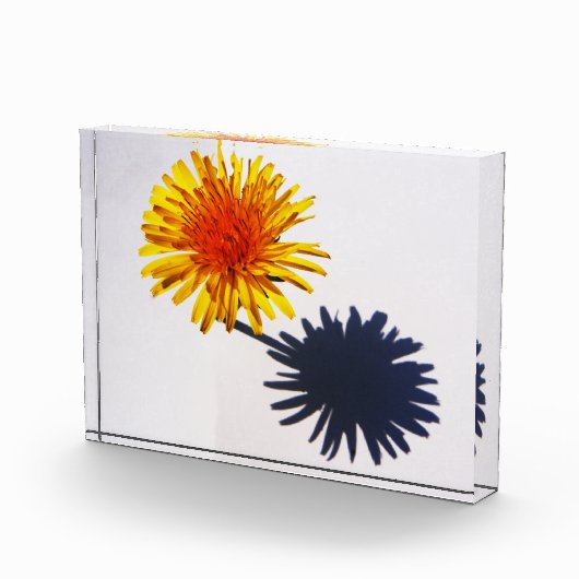 Bloc Photo Pba Dandelion et Ombre (Droite)