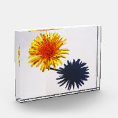 Bloc Photo Pba Dandelion et Ombre (Gauche)