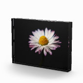 Bloc Photo pbm de la marguerite commune (Droite)