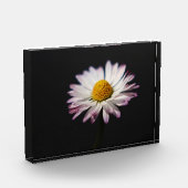 Bloc Photo pbm de la marguerite commune (Gauche)