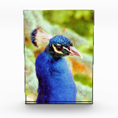 BLOC PHOTO PEACOCK (Devant)