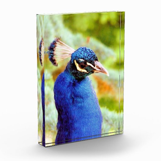 BLOC PHOTO PEACOCK (Gauche)