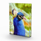 BLOC PHOTO PEACOCK (Droite)