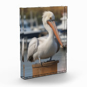 Bloc Photo Pélican beau (Gauche)