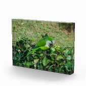 Bloc Photo Perroquet vert (Droite)